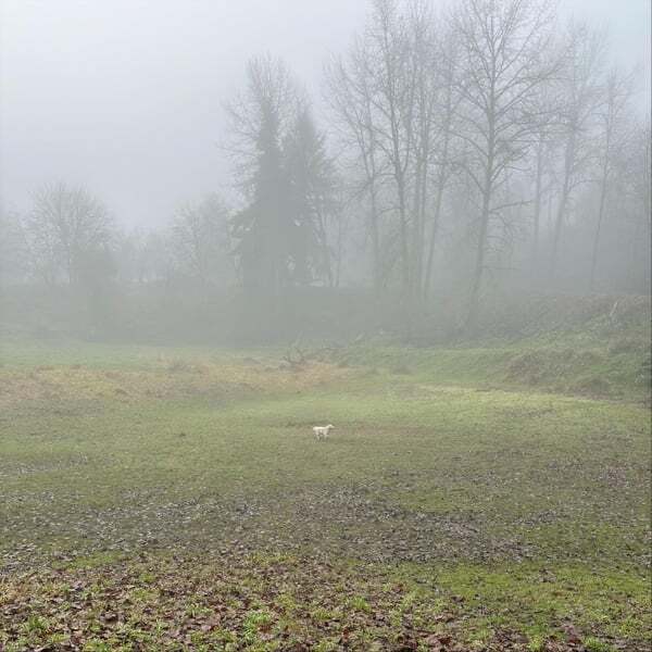 Cover art for The Fairies